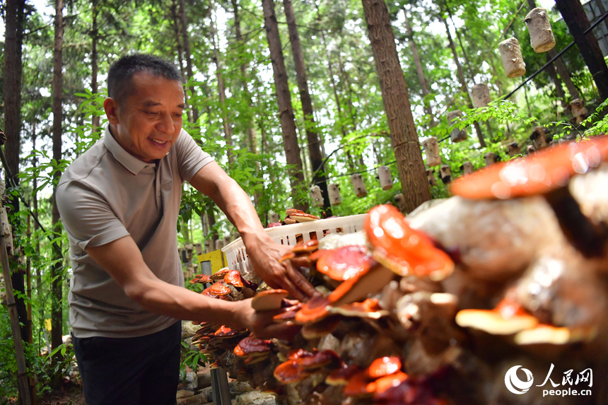 ??? ????? ?????? ?? ???? ????(樟芝)? ?? ??. ??? ????? ? ????? ??? ????(??? ?? ?? ??).