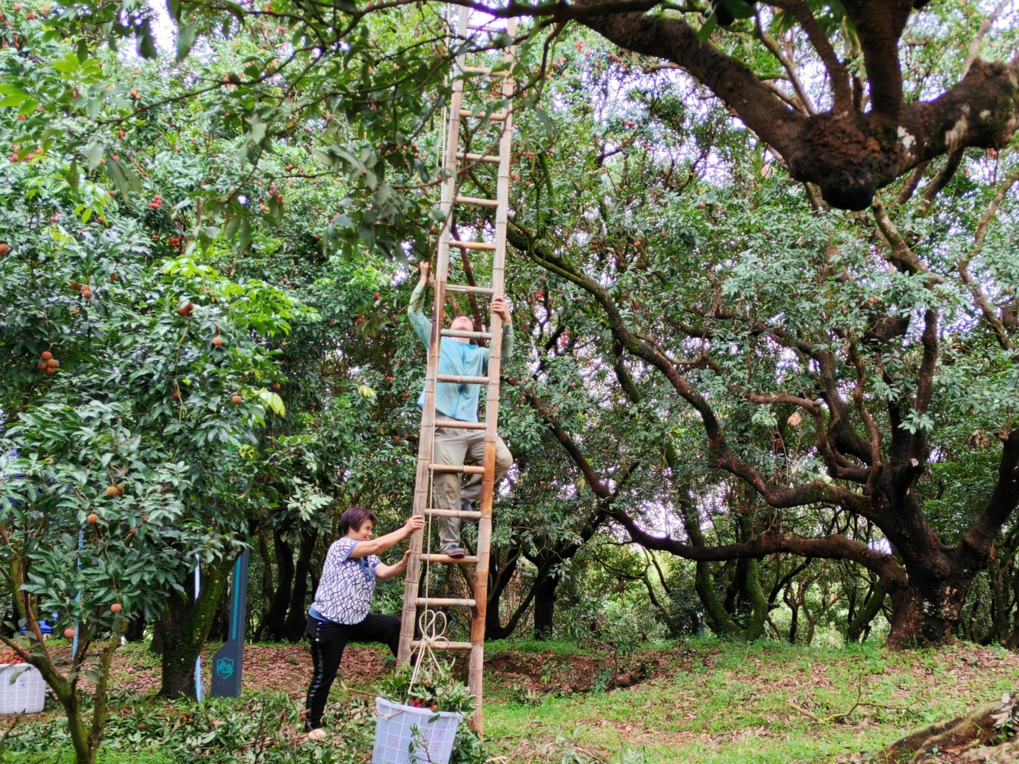 ???? ???? ??? ?? ??(??? ??? ??)